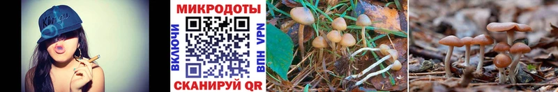 дарнет шоп  Кедровый  Псилоцибиновые грибы Psilocybine cubensis 